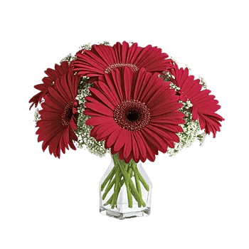 Petal Radiance Bliss