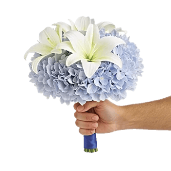 Serene Petal Harmony