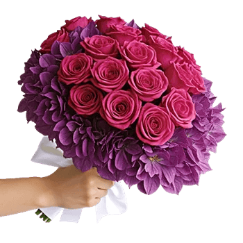 Pastel Pink Roses