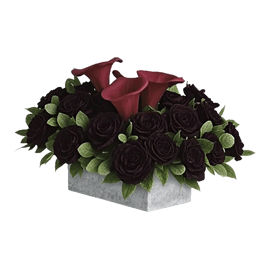 Elegant Calla Lilies