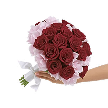 Blushing Rose Symphony