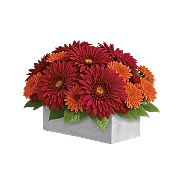 Crimson Blossom Harmony