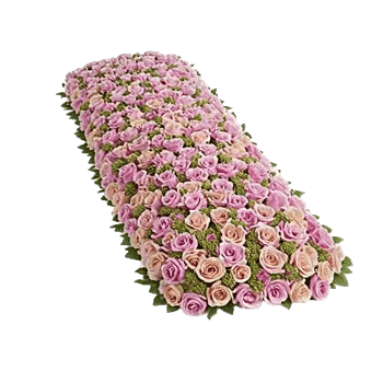 Blushing Rose Symphony