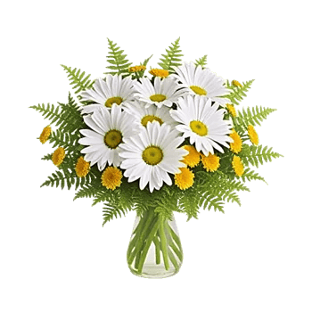 Enchanting Daisy Garden