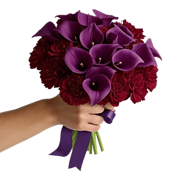 Elegant Calla Lilies