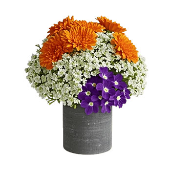 Velvet Tulip Display