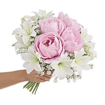 Peony Petal Harmony