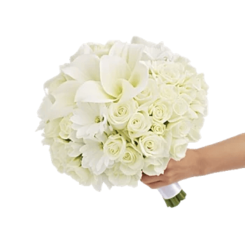 Elegant Calla Lilies