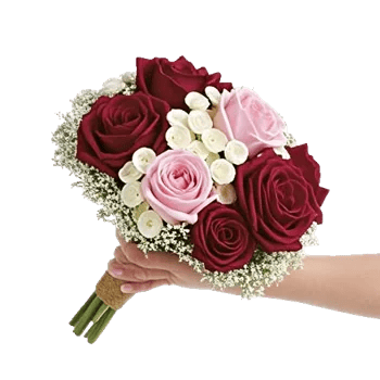 Blushing Rose Symphony