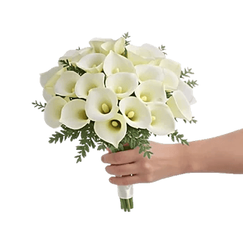Elegant Calla Lilies