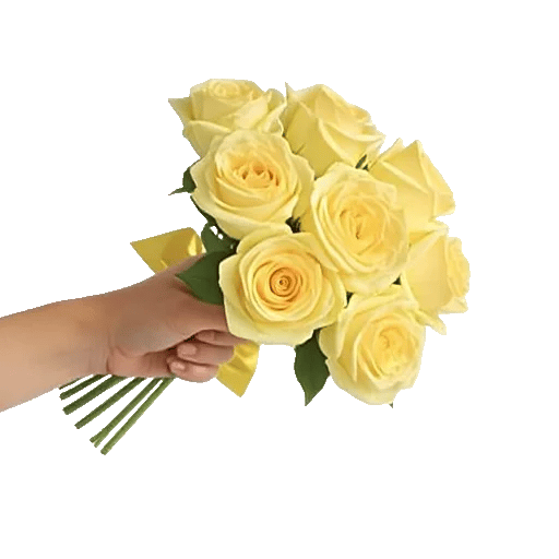 Blushing Rose Symphony