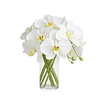 Modern White Orchids