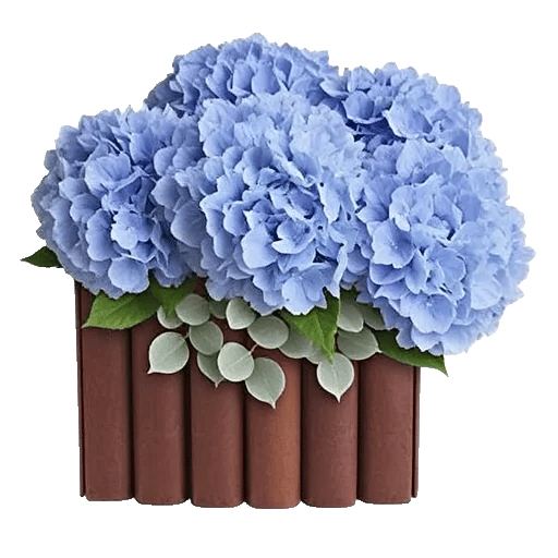 Sapphire Bloom Whisper