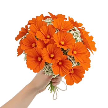 Petal Softness Display