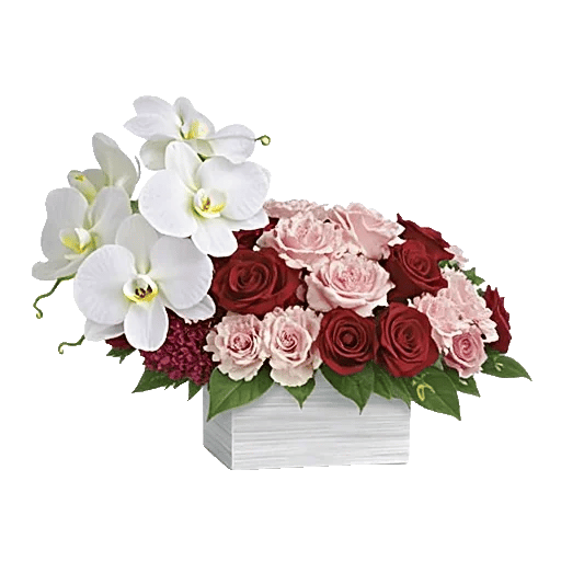 Modern White Orchids