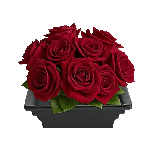 Crimson Rose Elegance