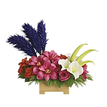 Serenity Orchid Bloom