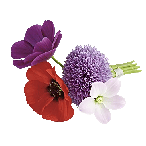 Ivory Blossom Radiance