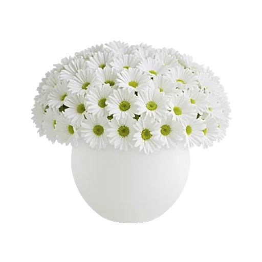 Minimalist White Orchids