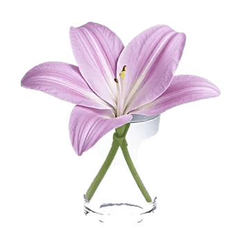 Graceful Lily Display