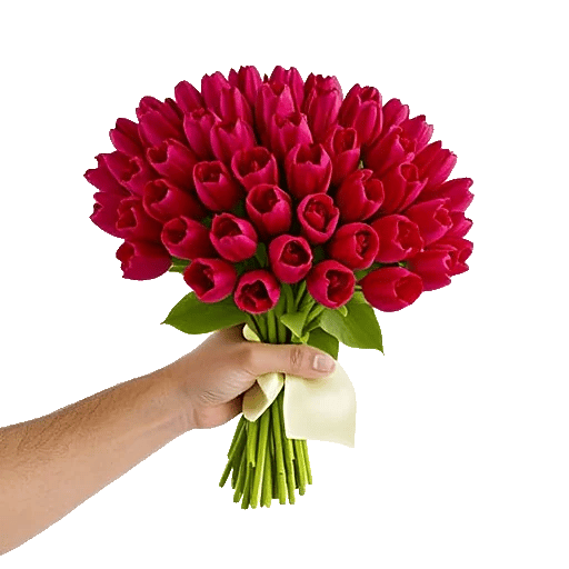 Scarlet Tulip Splendor