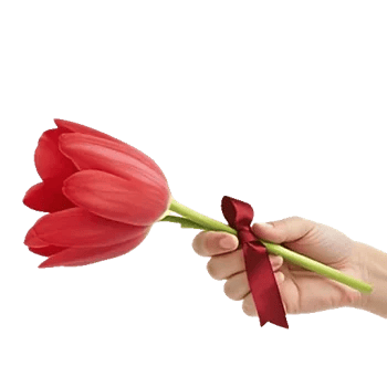 Scarlet Tulip Splendor