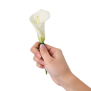 Elegant Calla Lilies