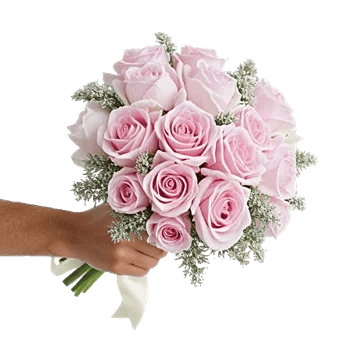 Pastel Pink Roses