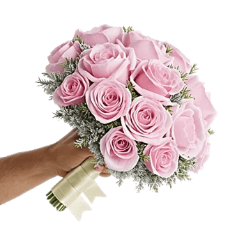 Pastel Pink Roses