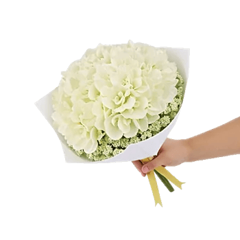 Serene Petal Harmony