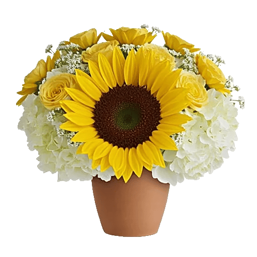 Amber Sunflower Glow