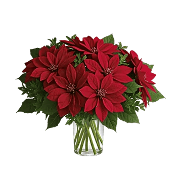 Crimson Blossom Harmony