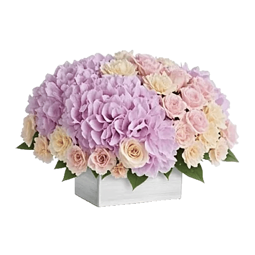 Ivory Blossom Radiance