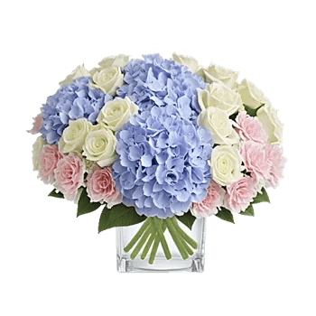 Serene Petal Harmony