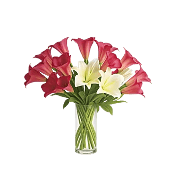 Elegant Calla Lilies