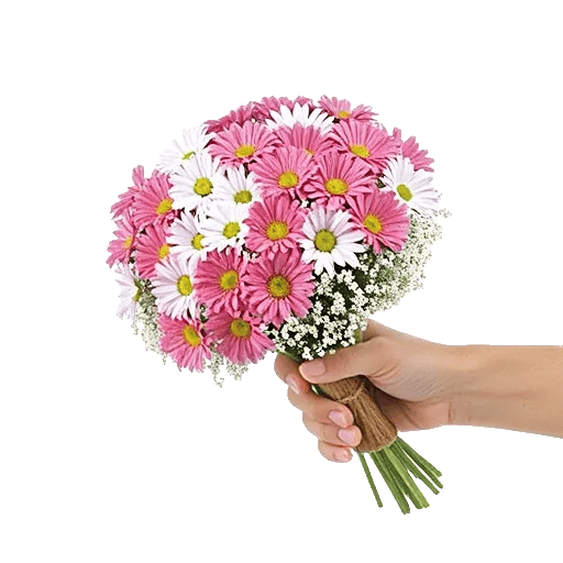 Enchanting Daisy Garden
