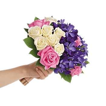 Pastel Pink Roses
