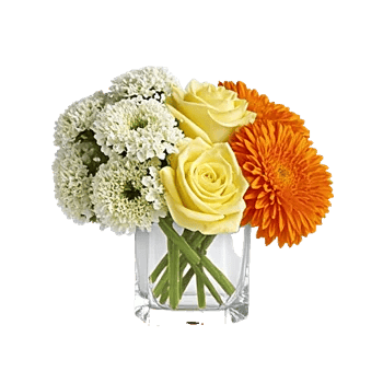 Modern White Orchids
