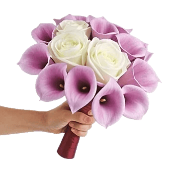 Elegant Calla Lilies