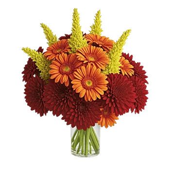 Petal Radiance Bliss