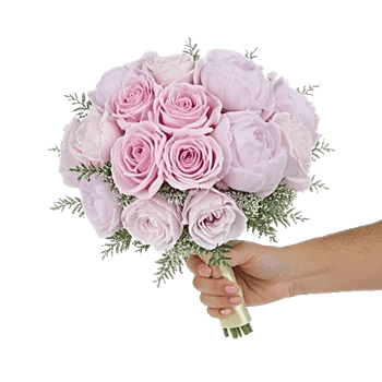 Pastel Pink Roses