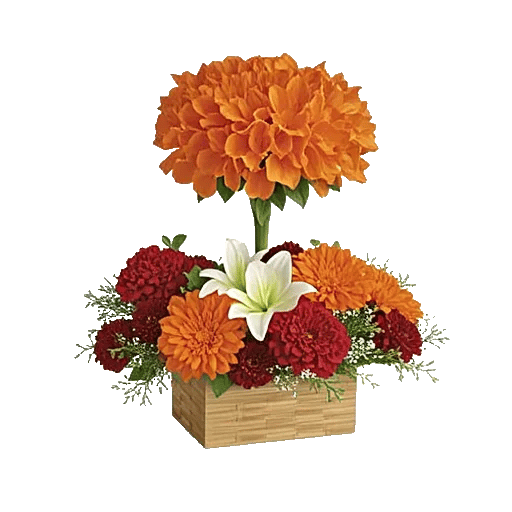 Petal Radiance Bliss