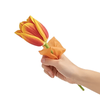 Scarlet Tulip Splendor