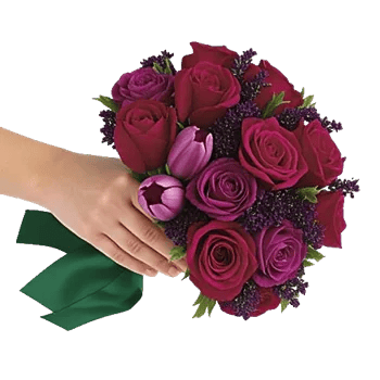 Scarlet Tulip Splendor