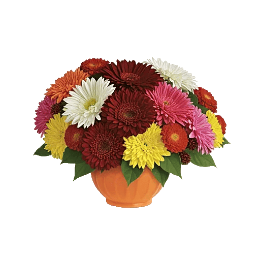 Vibrant Orange Delight