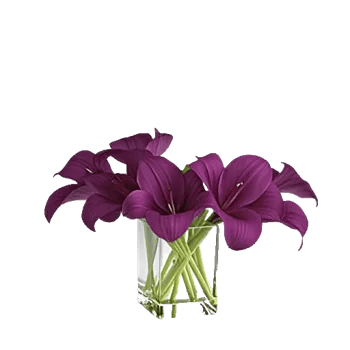 Elegant Calla Lilies
