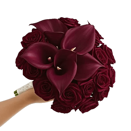 Elegant Calla Lilies