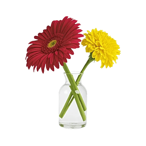 Radiant Petal Display