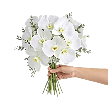 Minimalist White Orchids