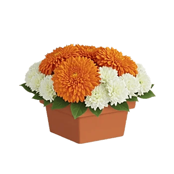 Vibrant Orange Delight